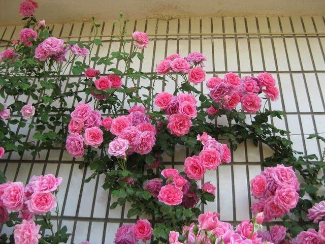 大游行開花真是太瘋狂了！