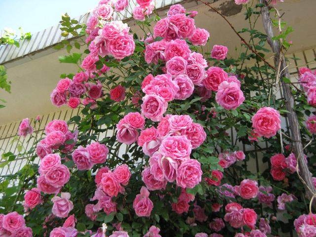 大游行開花真是太瘋狂了！