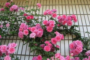 大游行開花真是太瘋狂了！