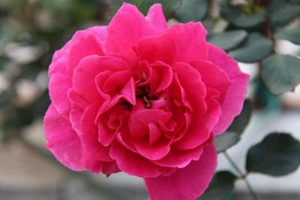 大游行月季秋天開(kāi)花嗎？