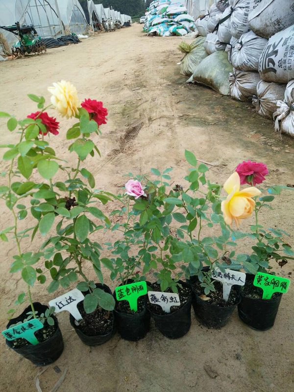 藤本月季是購買大苗好還是小苗好？