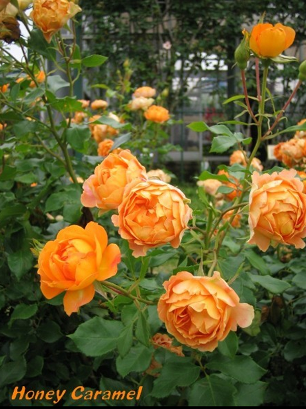 蜂蜜焦糖是藤本月季嗎？