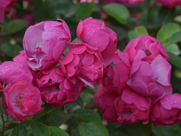 安吉拉花期，一年開(kāi)幾季花？