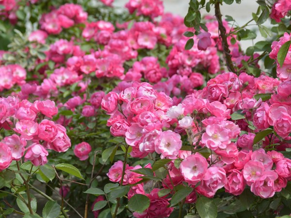 安吉拉花期，一年開(kāi)幾季花？