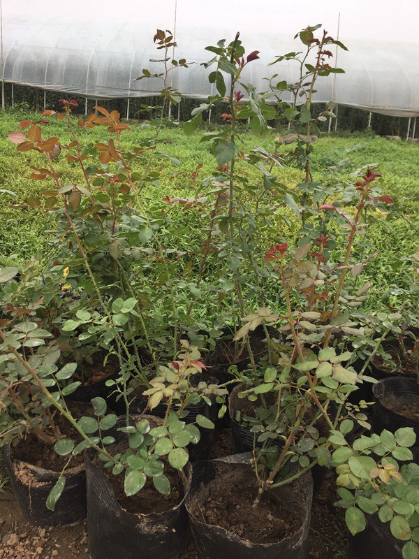 藤本月季變綠巨人不開花的原因？