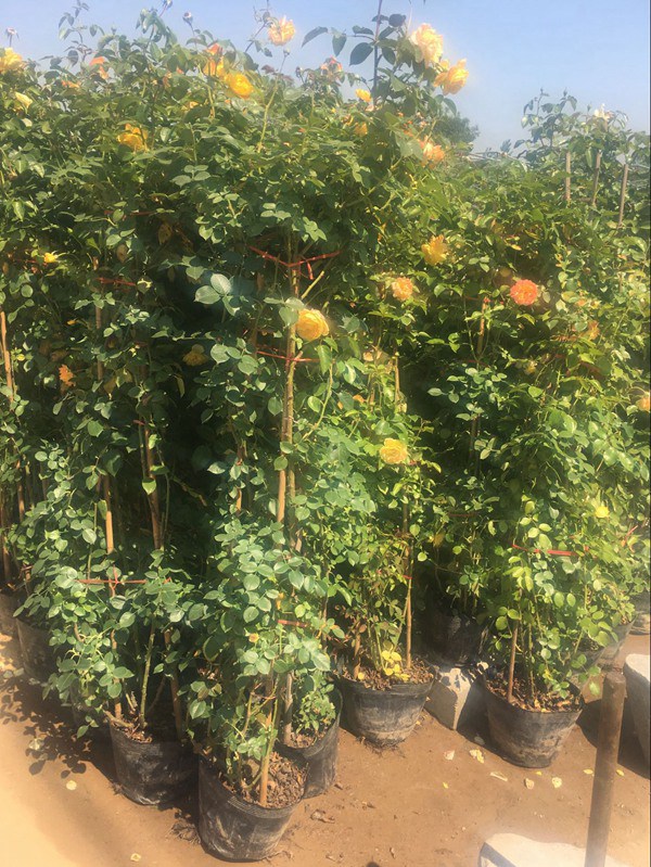 藤本月季變綠巨人不開花的原因？