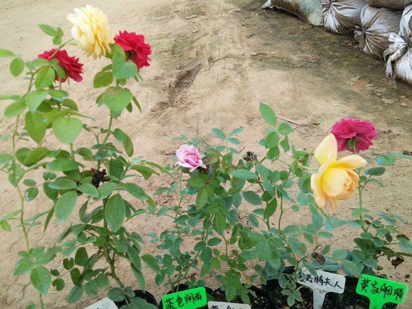 藤本月季變綠巨人不開花的原因？