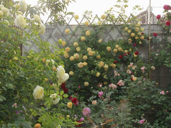 藤本月季變綠巨人不開花的原因？