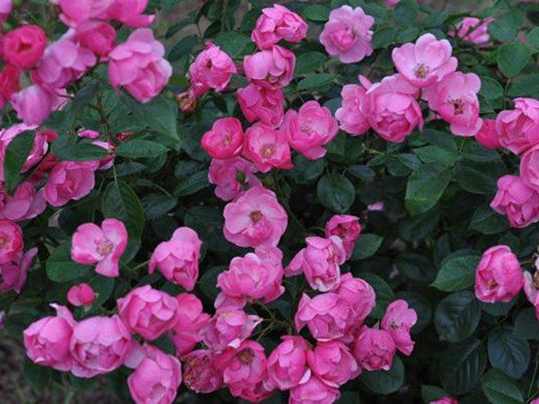 安吉拉和大游行哪個(gè)花期更長(zhǎng)？