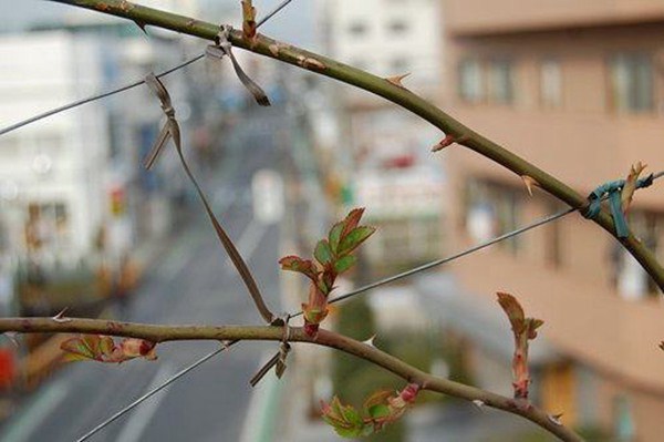 安吉拉和大游行哪個(gè)花期更長(zhǎng)？