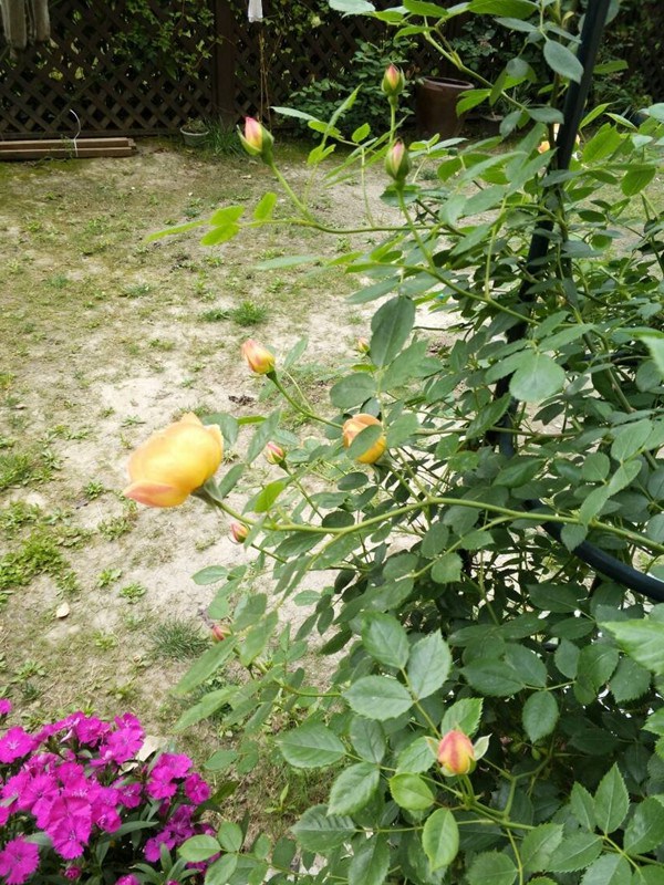夏洛特夫人的花期，能開幾季？