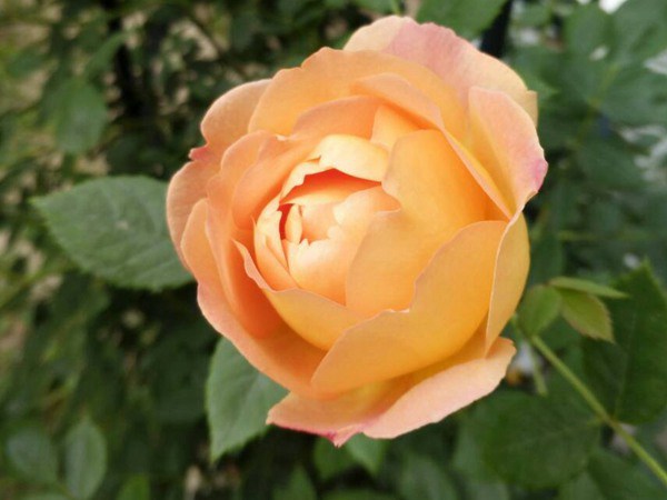 夏洛特夫人的花期，能開幾季？