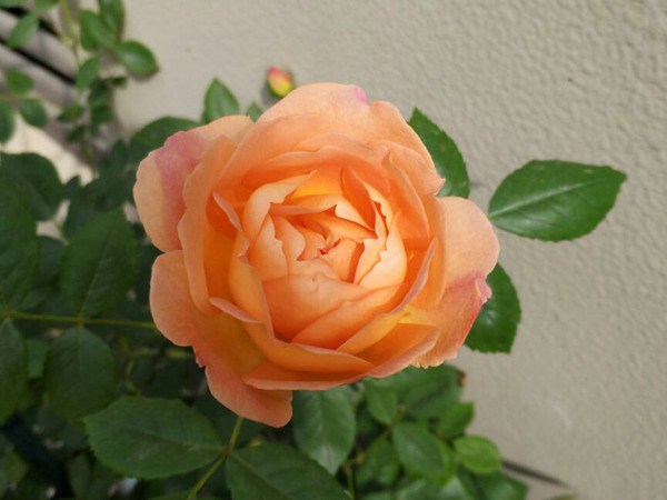 夏洛特夫人的花期，能開幾季？