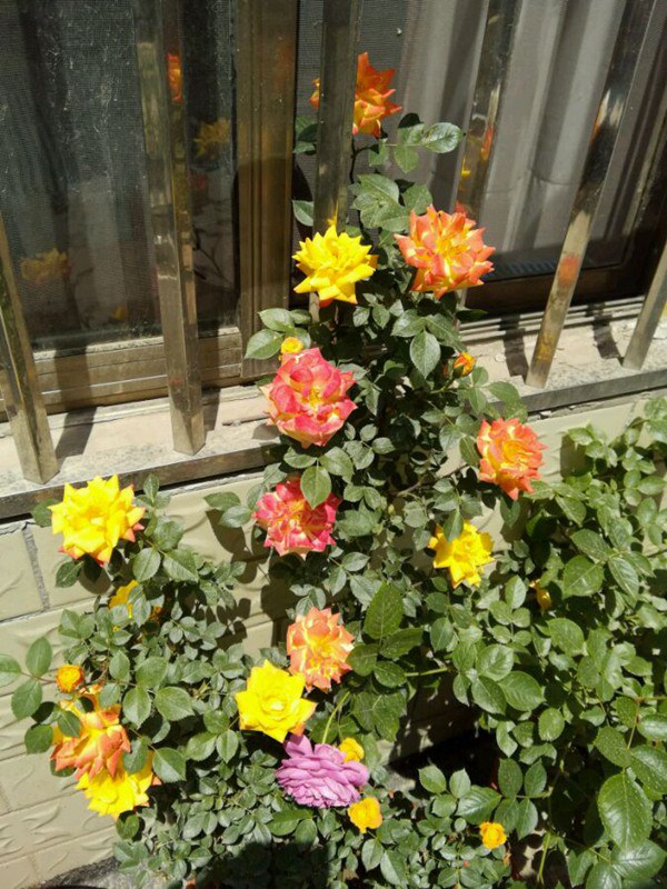 藤彩虹什么時候開花，開幾季？