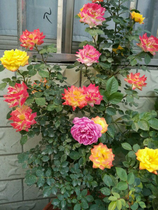 藤彩虹什么時候開花，開幾季？