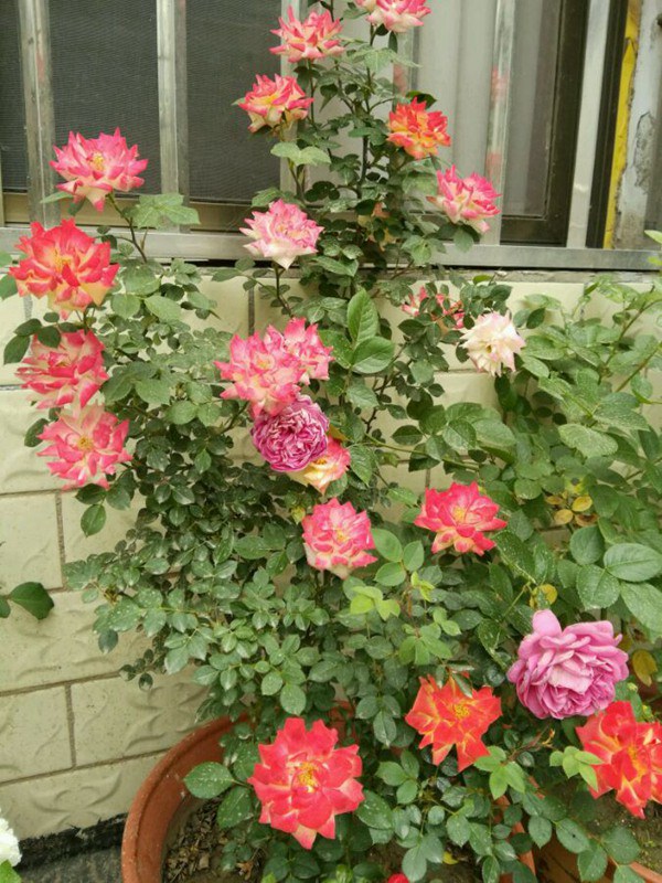 藤彩虹什么時候開花，開幾季？