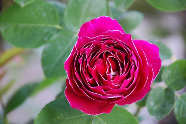 紫袍玉帶月季開幾季花？