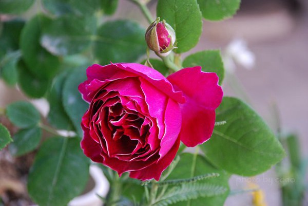紫袍玉帶月季開幾季花？