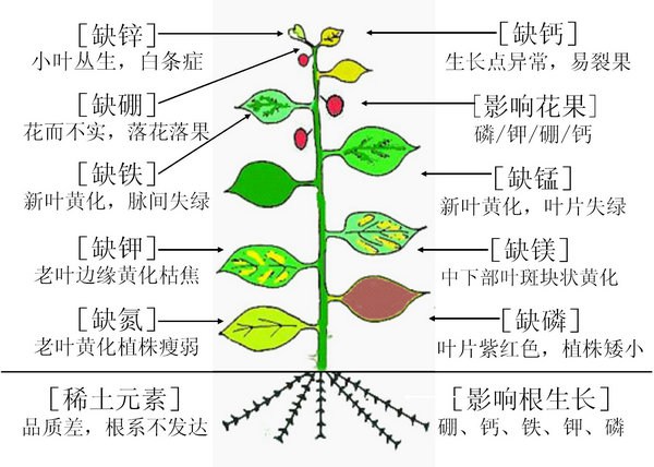 各種微量元素缺少后的表現(xiàn)。