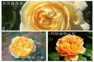 黃金慶典、歡笑格魯吉亞和瑪格麗特王妃怎么區(qū)分
