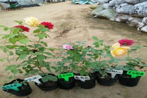 藤本月季是購買大苗好還是小苗好？