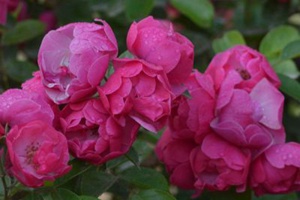 安吉拉花期，一年開幾季花？