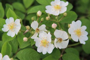 藤本月季和薔薇有哪些不同，如何區(qū)分？