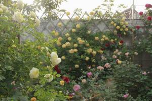藤本月季變綠巨人不開(kāi)花的原因？