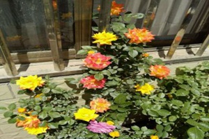 藤彩虹什么時(shí)候開(kāi)花，開(kāi)幾季？