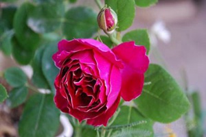 紫袍玉帶月季開(kāi)幾季花？