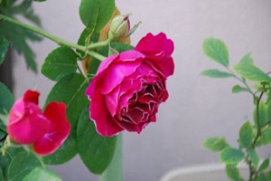 紫袍玉帶的優(yōu)缺點(diǎn)解析！