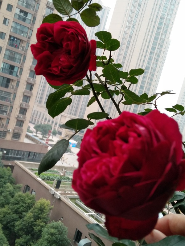 玫瑰國(guó)度的天使怎么養(yǎng)？