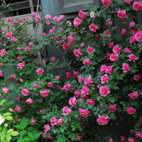 粉色達芬奇——帶香的開花機器