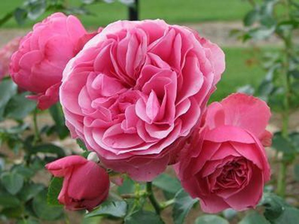 粉色達芬奇——帶香的開花機器