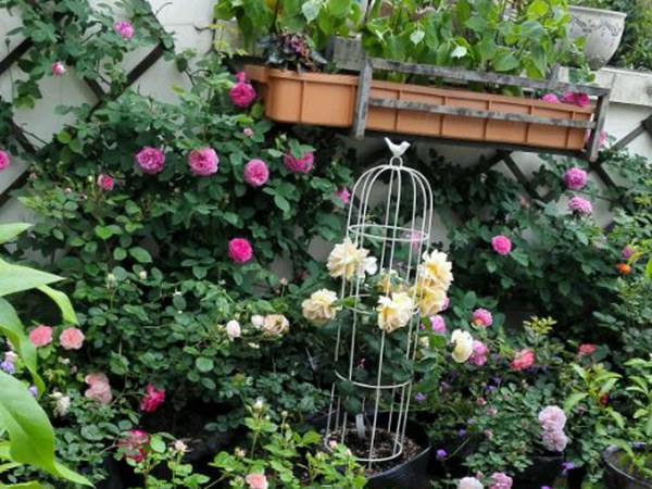 藤本月季花期是什么時候？