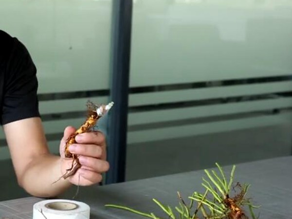 藤本月季有哪幾種嫁接方式？
