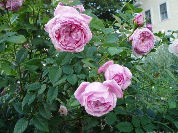 自由精神怎么養(yǎng)才能開(kāi)花多？