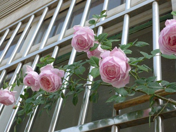 自由精神怎么養(yǎng)才能開(kāi)花多？