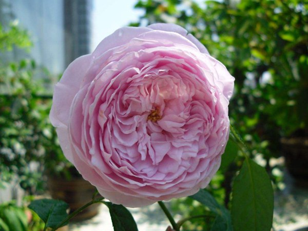 自由精神怎么養(yǎng)才能開(kāi)花多？