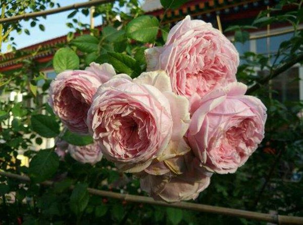自由精神怎么養(yǎng)才能開(kāi)花多？