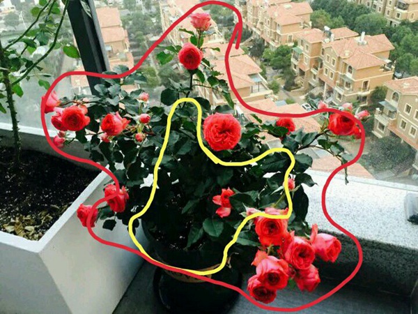 一棵盆栽月季的好壞如何評(píng)定？