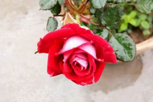 藤本小女孩開幾季花？