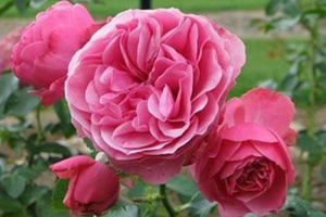 粉色達芬奇——帶香的開花機器