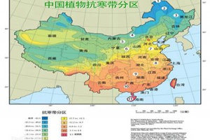藤本月季耐寒嗎（藤本月季耐寒性分區(qū)表）