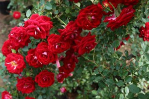藤本月季花期是什么時(shí)候？