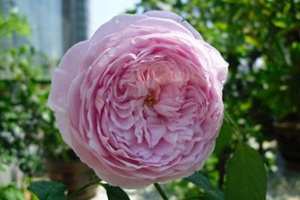 自由精神怎么養(yǎng)才能開花多？