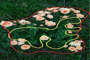 盆栽月季的好壞如何評(píng)定？