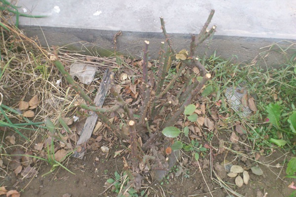 月季裸根根冬季移栽再次發(fā)芽的情況如何處理？