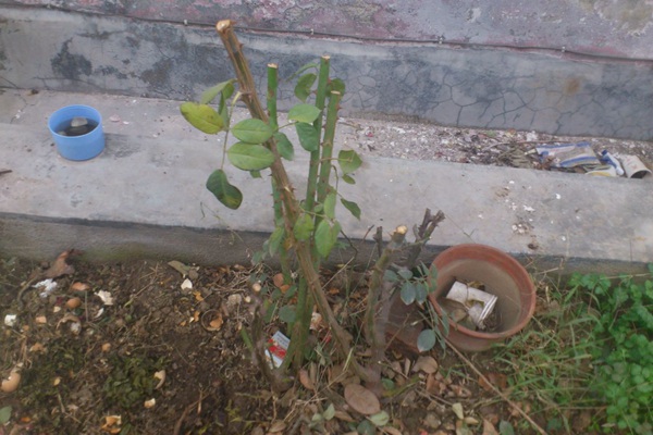 月季裸根根冬季移栽再次發(fā)芽的情況如何處理？