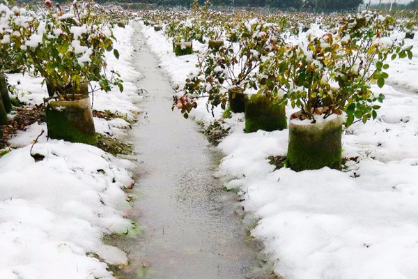 都下雪了，月季會(huì)不會(huì)凍死?。?/></p><p style=